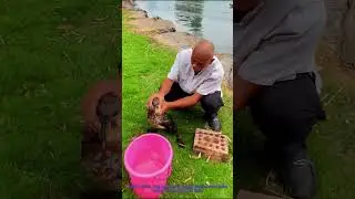 Traditional Cormorant Fishing: Man & Fish Eagle at Work