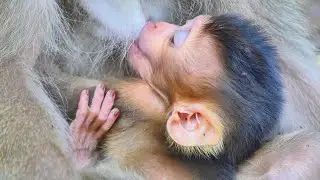 Baby monkey Sabe, Why do you look so cute like this?