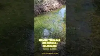 Found the toman's nest | Pria Ini Menemukan Sarang Toman‼️ #tahukahkamu #fishing