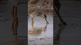 Wood Sandpiper Diet #bird #birdwatching