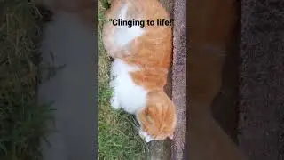 Abandoned stray cat showed mercy and saved from the street! #shorts