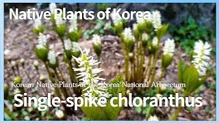 홀아비꽃대 [Native Plants of Korea. 9] Single-spike chloranthus (English version)