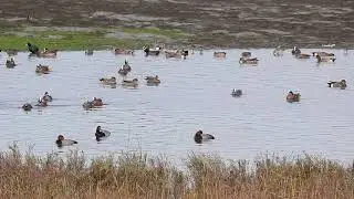 American wigeons and five other duck species, plus various other waterbirds