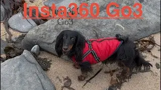 Insta360 Go 3 + Riola! Dog&rsquo;s debut as a video cameraman . Low tide through the eyes of a small dog