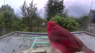 Northern Cardinal Feasts at Netvue Smart Feeder: Bird Watching Delight!