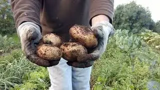 Primera cosecha de papas del 2026