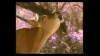 Once there was a cow named Belle... (Blue Bell Ice Cream Commercial)