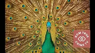 Peacock Rights of Way #weirdlaws #dumblaws #strangelaws #arcadia #california