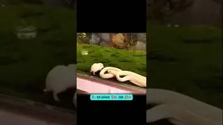 Snake Eating Themselves 🤯 #facts #shortvideo