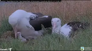 Northern Royal Albatross 23 01 2025 3  ~ BOK is back WYL feeding P and leaves