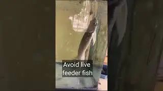 arowana care