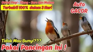 Pancingan Murai Batu Full Tembakan, Cepat Nyamber dan Juara