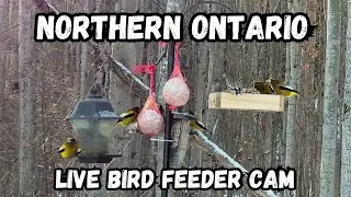 Live Bird Feeder Cam - New Liskeard, Ontario, Canada.
