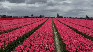 Tulip festival Skagit Valley 