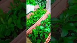 Harvesting waterleaf from my pot garden 😋 