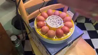 Incubation of Our Own Eggs on Serenity Homestead