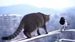 Cat Tries to Catch Bird&hellip; Almost Falls 😂