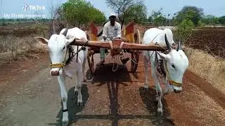shivasambha bailjodi