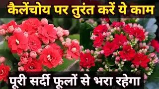 Kalanchoe Flower Plant Care.Kalanchoe plant. Kalanchoe plant careकैलनचोय की देखभाल.कलांचो का पौधा.