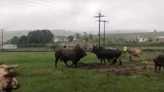 Sobanazo vs Shanela #animals 