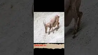 The Incredible Ibex: Watch It Climb A Dam And Defy Gravity!