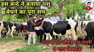 20 से 30 लीटर दूध वाली 8 गाय बिकाऊ। 20 to 30 litre milking capacity 8 cows for sale.