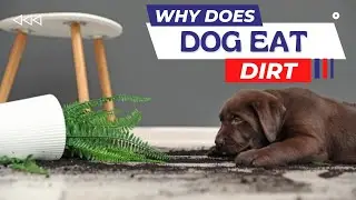 Why Does Dog Eat Dirt??