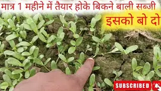👍💯🫡मात्र 1 महीने में तैयार होकर बिकने वाली सब्जी💰 #farmingPremprkashmourya # #vegetablefarming #
