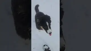 First winter walk #snow #dog #puppy #dogwalk