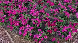 Flower Show 2025 @Reliance Greens