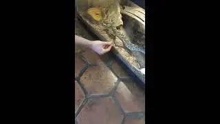 **LIVE FEEDING** Western diamond back rattlesnake feeding