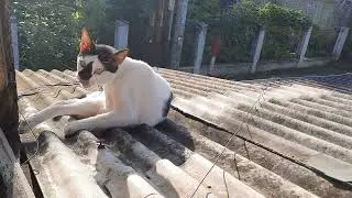 Si bel garuk², si tompel bebersih 