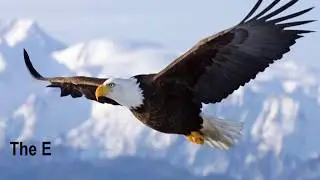 Eagle Video