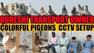 Colorful Pigeon Setup Brother Amir Naveed Owner Qureshi Transport | 200 Pigeons Loft | Tips and CCTV