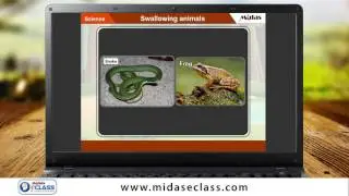 Class 3 Science - Animals which swallow food