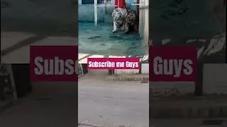 Count How Many Tiger And Lion Guys.. #tiger #animals #zoo #wildlife #teenagers #singapore zoo