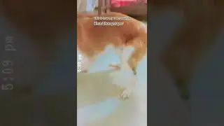 marshal || vs milo || 😝 #petshub #pets #petsempire #dogbreed #funny #petsunited #stbernard #indie