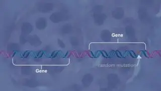 Evolution of Homologous Genes HD Animation