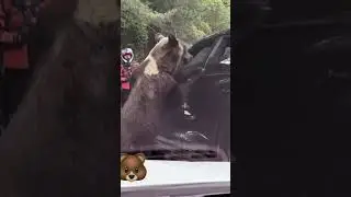 When Feeding Wildlife Turns Dangerous 🐻🚫