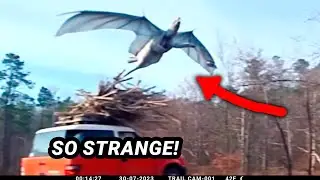 These Strange Viral Videos DISTURBED Everyone Online