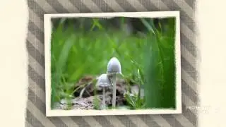 Coprinopsis nivea - fungi kingdom