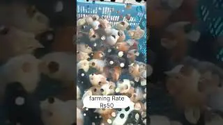 #chicks #nattukoli #chicken #countrychicks #trending #murga #poultryfarming #industry #farmindustry