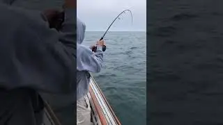 Favourite noise 🤌 #fishing #cornwall #fishingvideo #reel