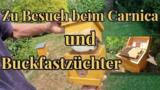Reinzuchtköniginnen vom Carnica und Buckfastzüchter | Bienenköniginnen für die Imkerei