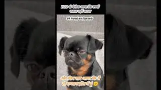 Dogesh भाई तो गए 🫡#shorts #memes #dogeshbhai #dogmeme