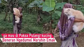DIJAMIN NGAKAK! Emak beneran kena Marah kucing sampai di Omel omelin/kompilasi kucing lucu