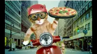 Funny Cats The Very Best Compilation EVER 🤣