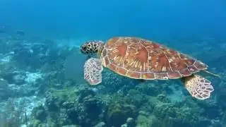 Turtle Eating Moon Jellyfish