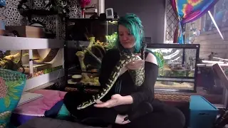 A Visit Day For My Snakes & Elune Darwin Albino Carpet Python