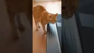 The Treadmill Inspector #cute #funny #animal #cat #shorts